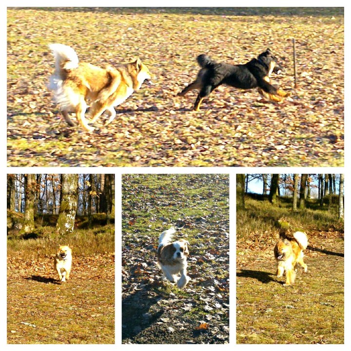 PicMonkey Collage