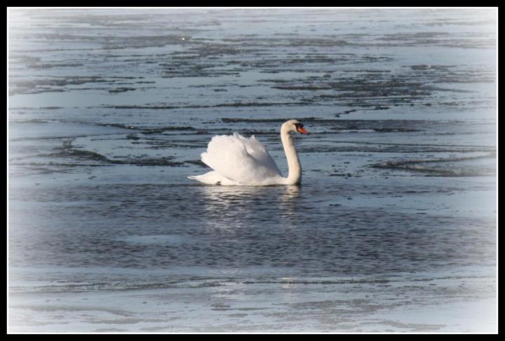 522549_497660430271055_729157739_n