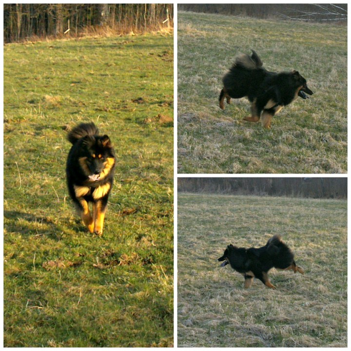 PicMonkey Collage