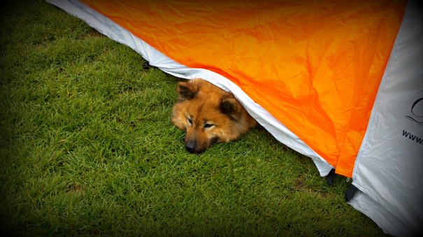 Bildresultat för zetills kennel