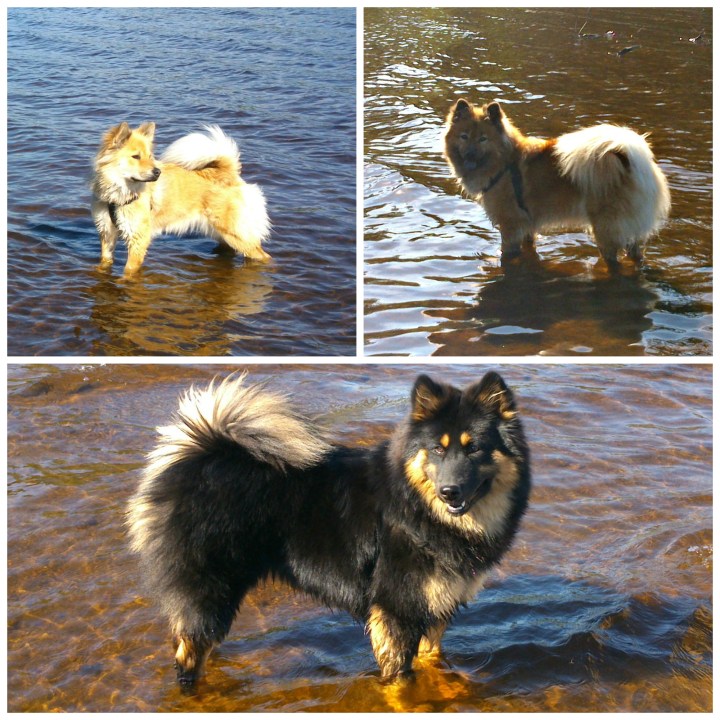 PicMonkey Collage2