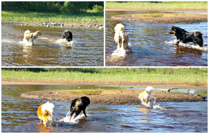 PicMonkey Collage