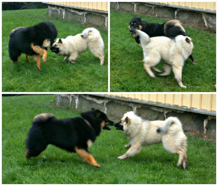 PicMonkey Collage