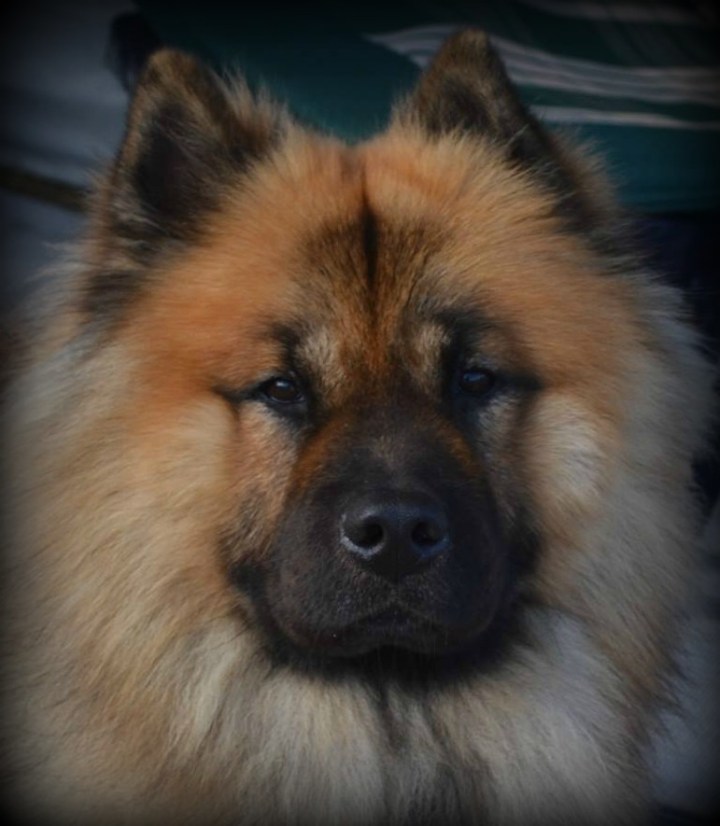 1233331_551507961553575_608475212_n