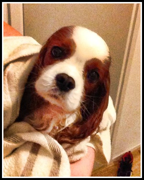 1468581_10152388568603136_1509217489_n