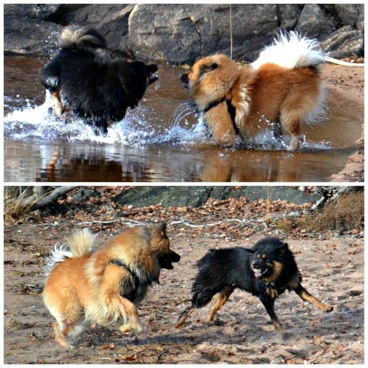 PicMonkey Collage