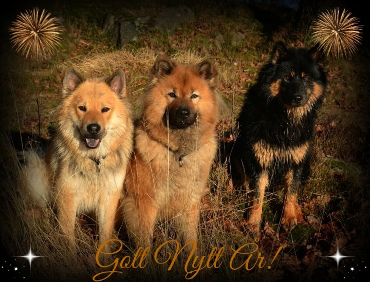 1488272_010202486990633149_2069210472_n