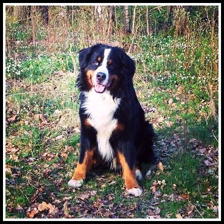 1503214_10152021737152374_1902320350334409342_n (1)