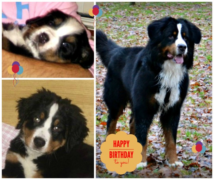 PicMonkey Collage