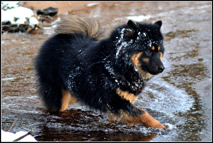 Bildresultat för zetills kennel