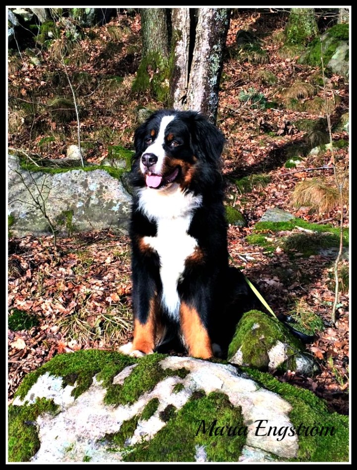 11004749_10152663497042374_1954173195_n