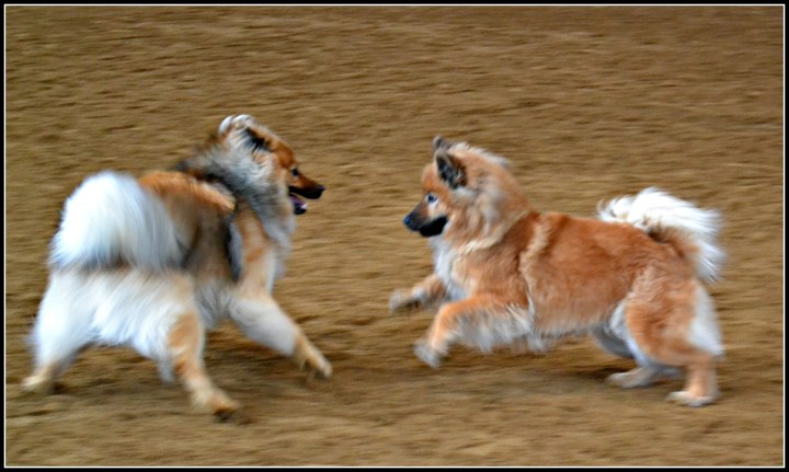 Bildresultat för zetills kennel