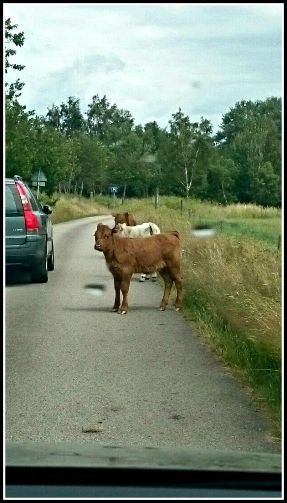 11713314_10206838487737857_631735071_o (2)