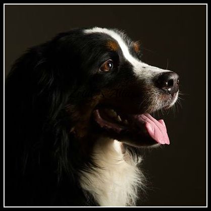 11954588_10153075553892374_2858602230568009740_n