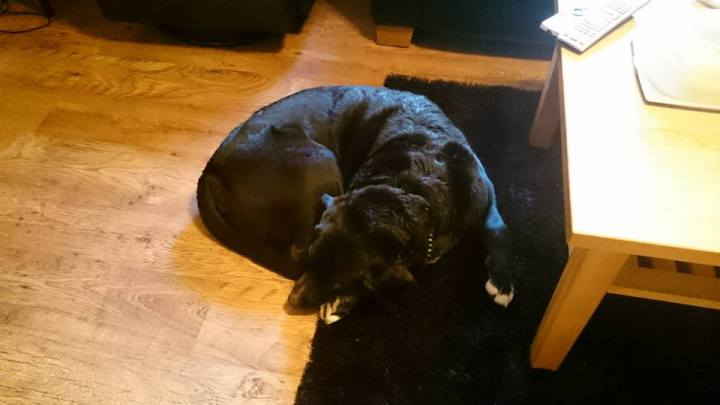 12239634_1644642235783651_8278266552029363704_n