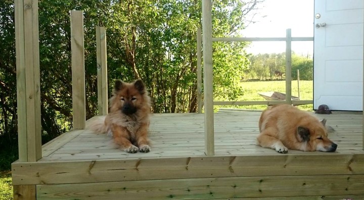 13234687_10209085279466246_2024131599_o (2)