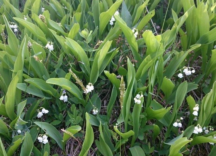 13282825_10209193655975591_505395202_o (2)