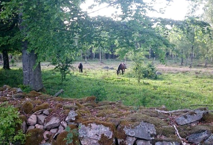 13288378_10209193659695684_352950428_o (2)