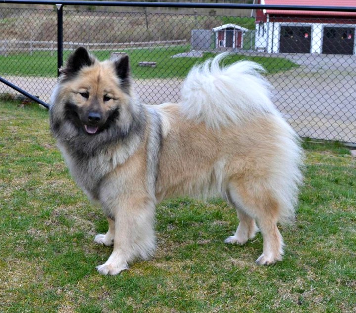 13147510_987664004604633_1246505116528331697_o