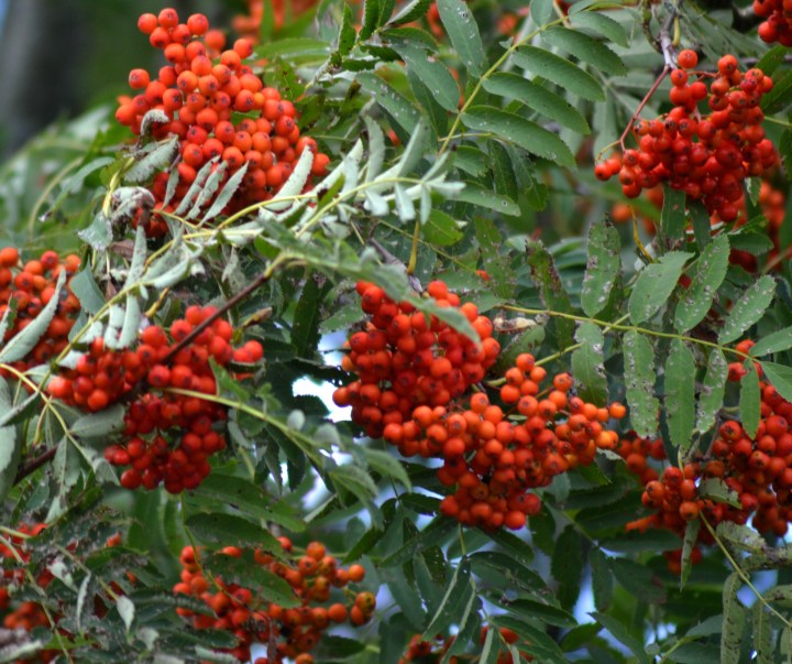 2016-08-03 22.21.22-1