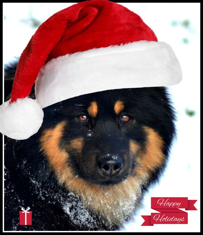 12140666_10207487953734101_621039695407187041