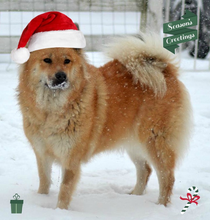 1933923_10208067527863092_45141556418442820