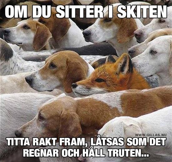 roliga-bilder-om-du-sitter-i-skiten-e1475044558171