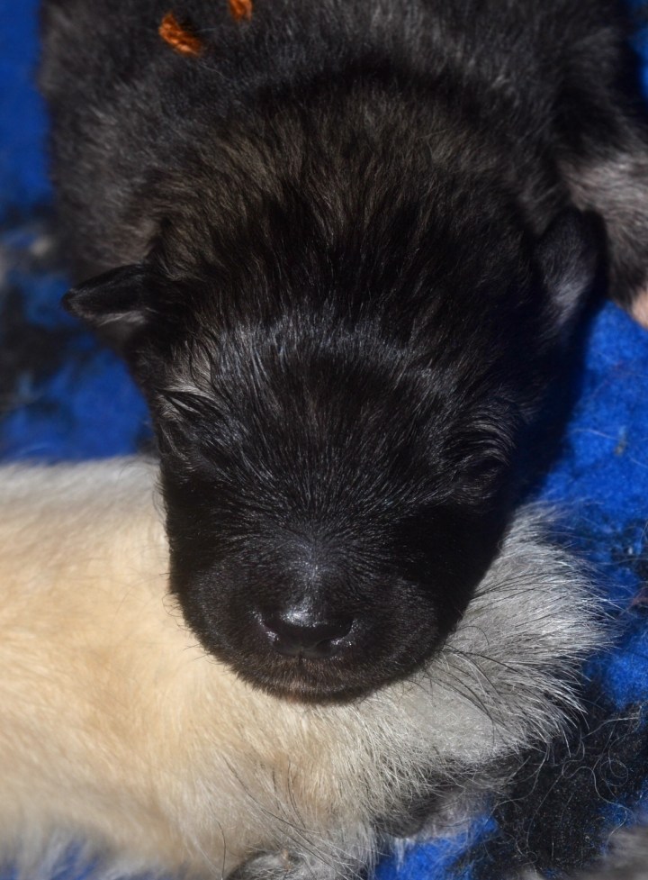 trygg-pa-mammas-tass