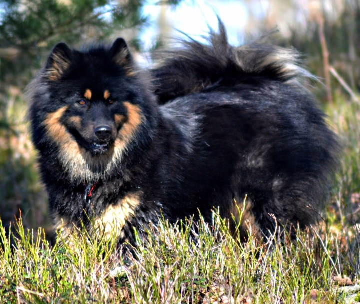 11043147_10205901235027125_6686917271648327342_o