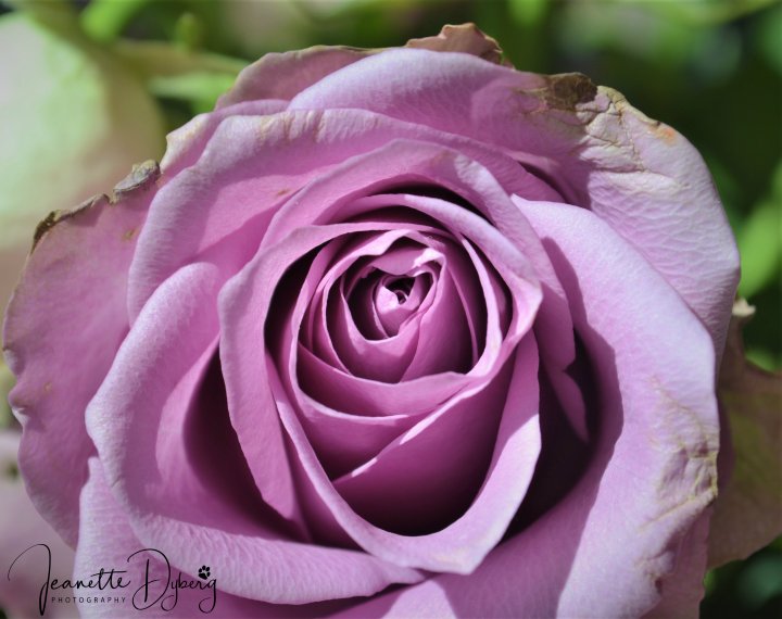 DSC_0003 (2)