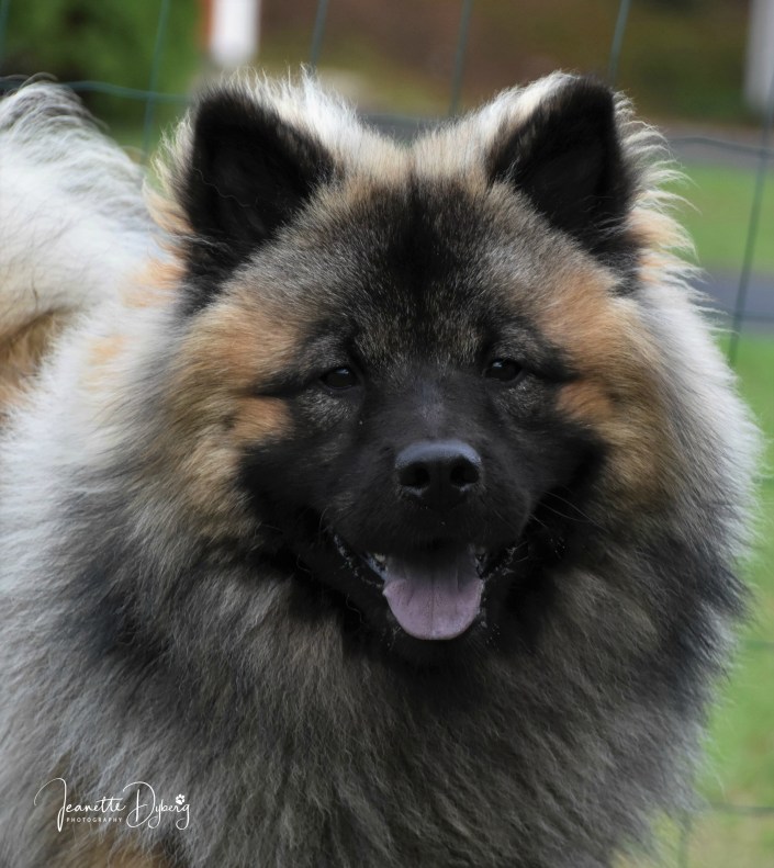 Bildresultat fÃ¶r eurasierhelgen