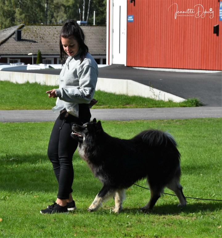 Bildresultat fÃ¶r eurasierhelgen