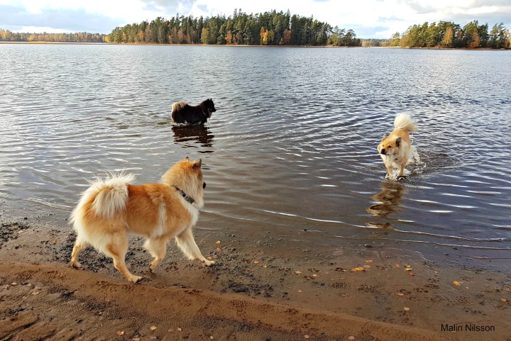 44360684_2258376187731851_2111745053331292160_n