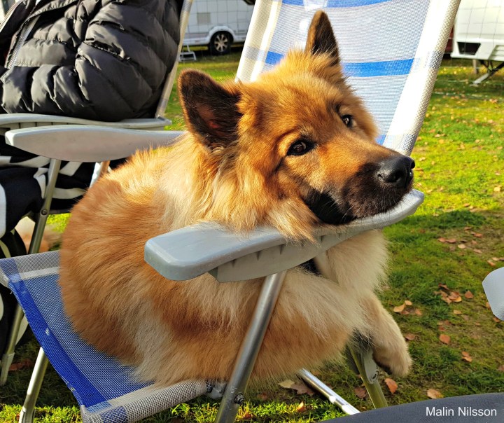 44434909_326027431506443_8364835167038078976_n