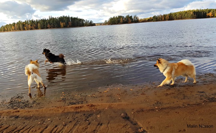 44498928_245793169436500_8695052580834770944_n