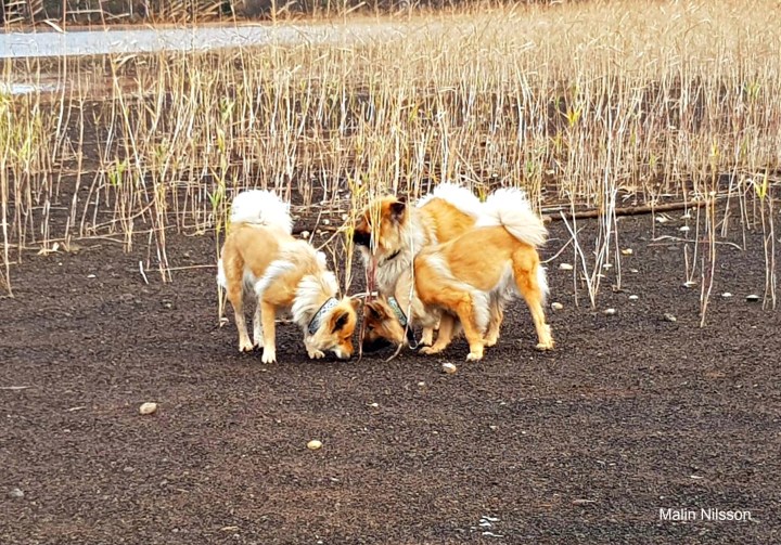 44519336_244581016212239_272497451384963072_n