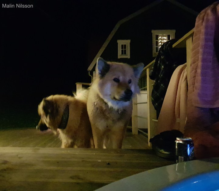 48362029_567915260346019_1155335435140988928_n