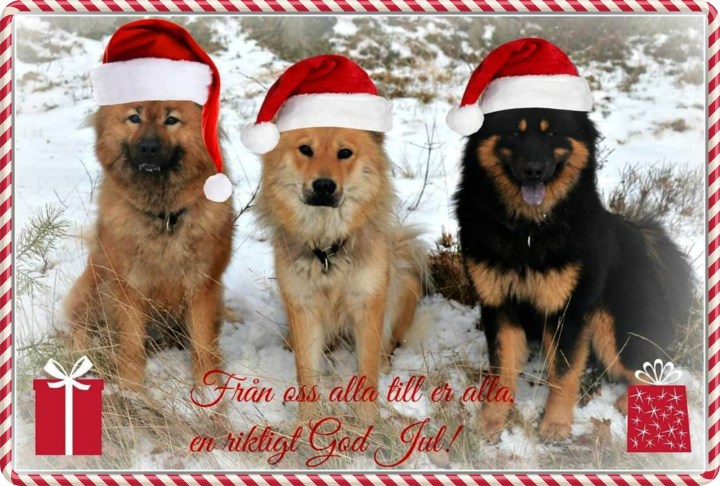 48403986_386099358806275_9154875065194512384_n