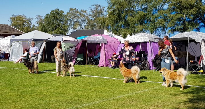 66478527_2425295541085008_3055560599049076736_n (2)