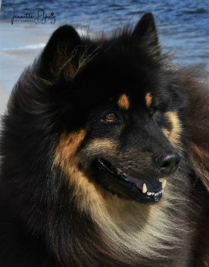 Kitune´s Jill Johnson 2 foto Jeanette Dyberg