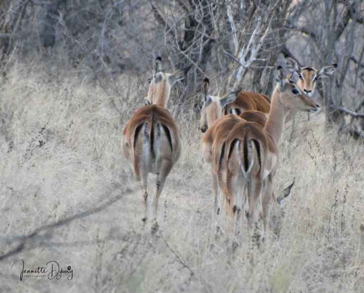 DSC_7129 L(2)
