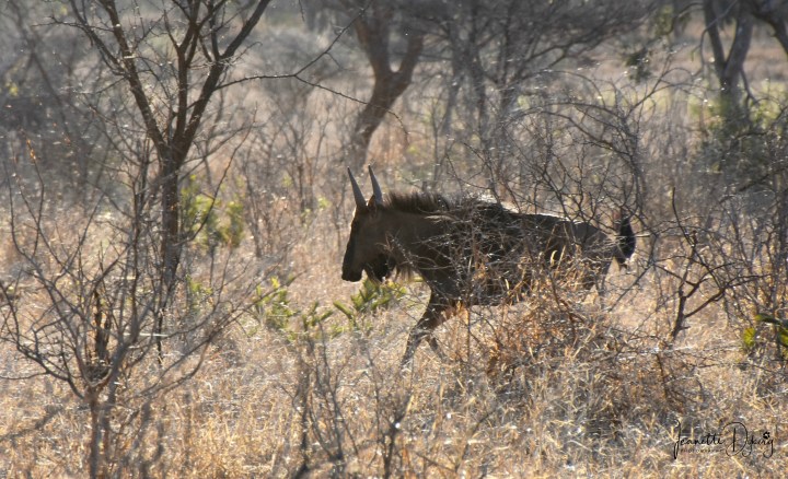 DSC_7180 L(2)