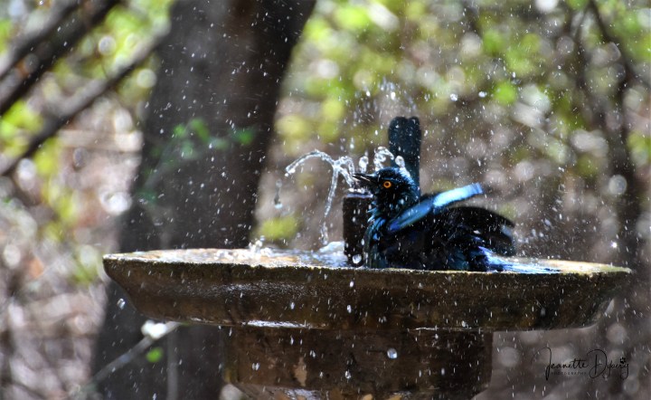 DSC_7376L (2)