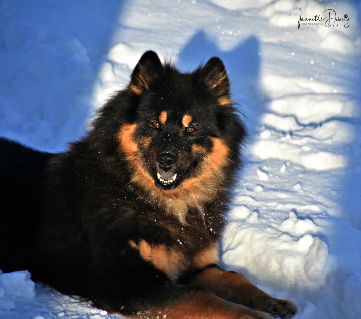 Kitune´s Jill Johnson 1