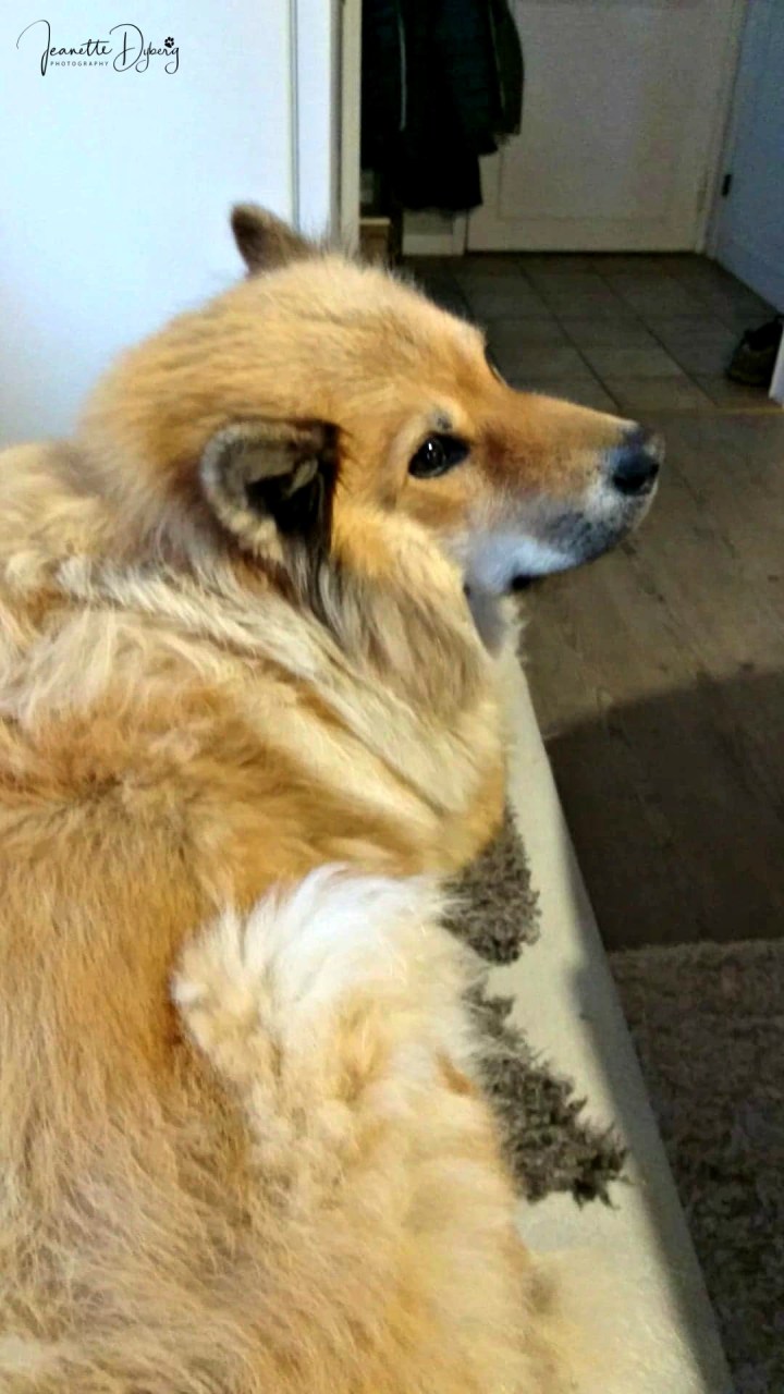 80690000_855335194920560_1107342714661240832_n