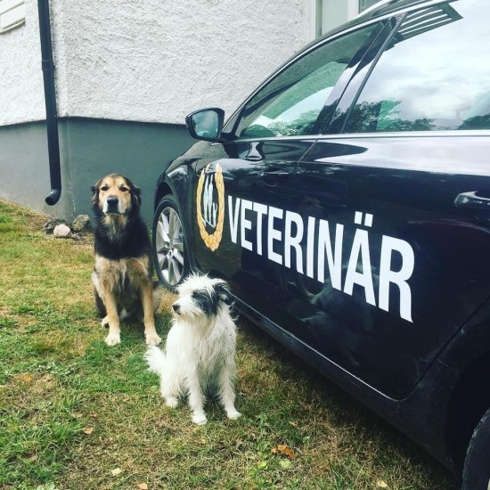 82404654_1397700873743557_5505650853698076672_n