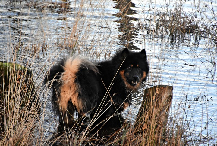 DSC_9967 (2)