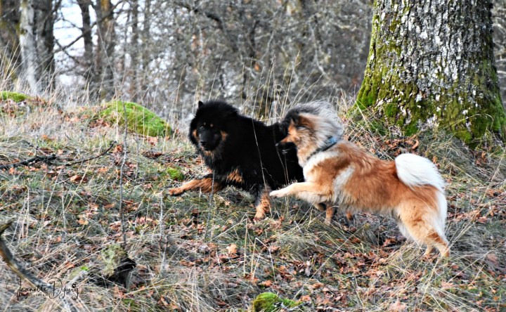 DSC_9999 (2)
