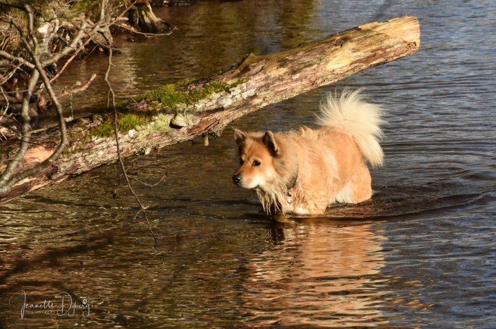 DSC_0795 (2)