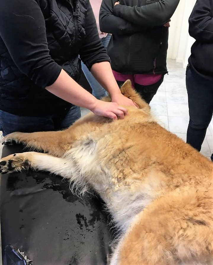 89026462_872825546496539_4252245947796422656_n